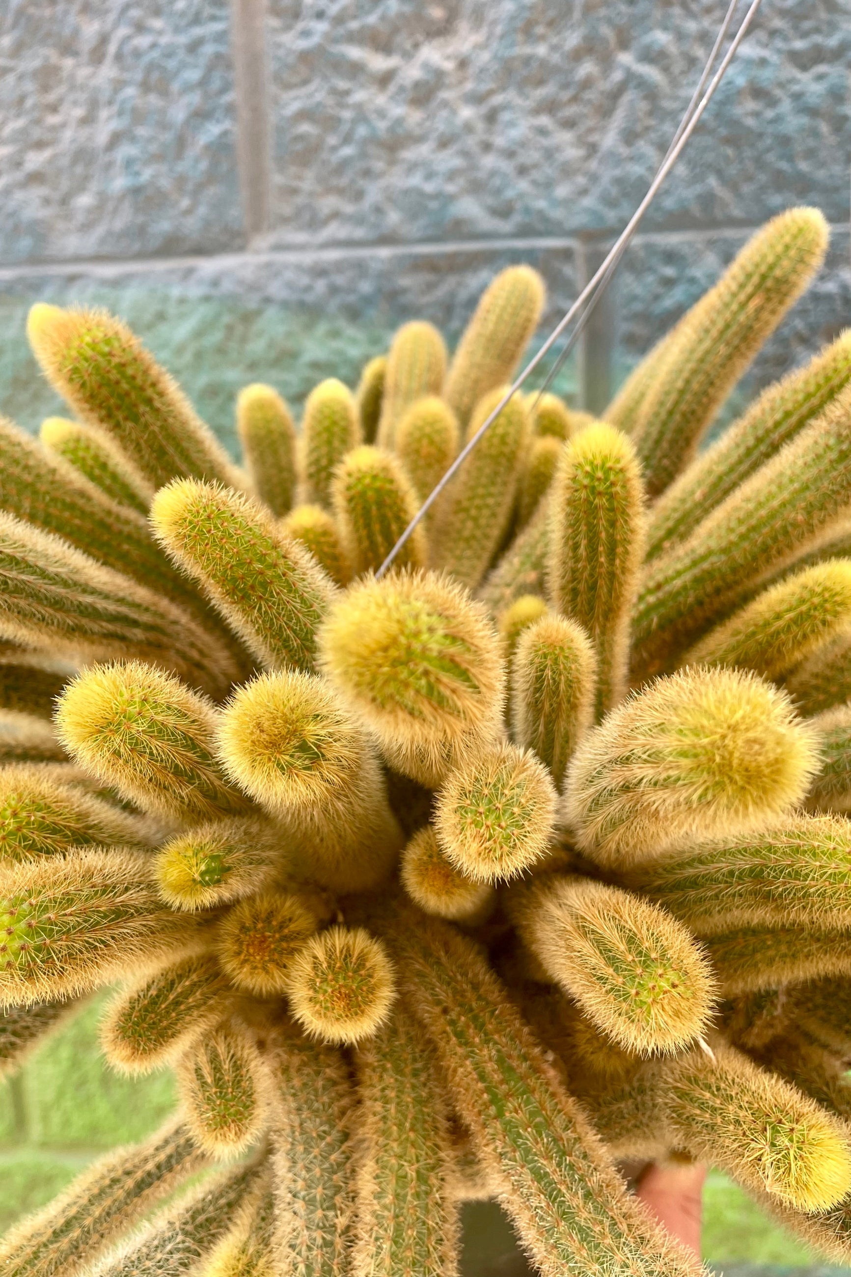 A close photo of a golden cactus ©Sprout Home