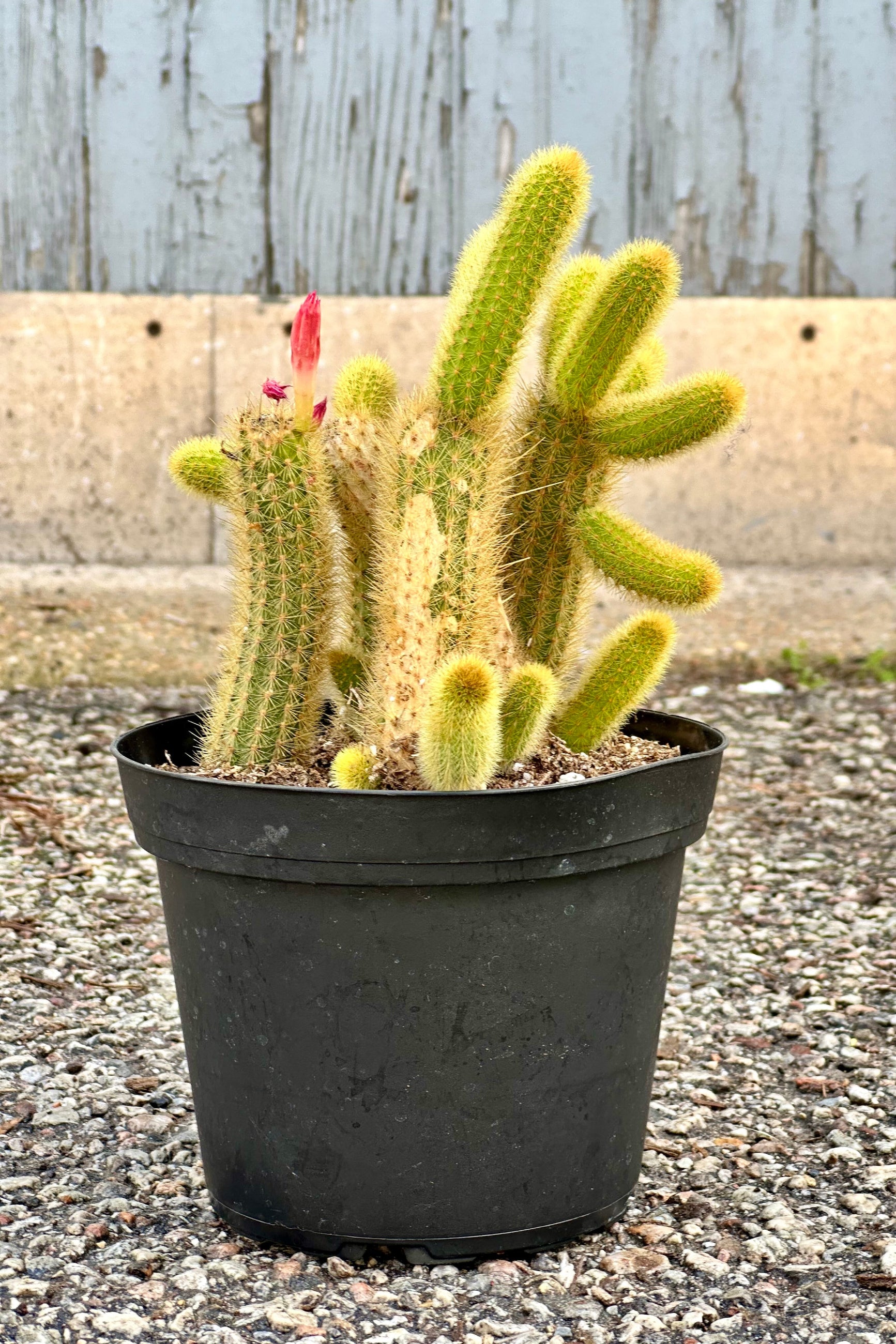 Cleistocactus colademononis in a 6" growers pot with a pink bud about to bloom at Sprout Home.  ©Sprout Home