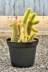 Cleistocactus colademononis in a 6" growers pot with a pink bud about to bloom at Sprout Home. 