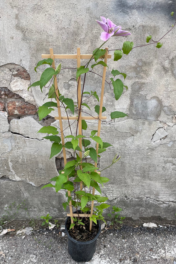 Clematis 'Bee's Jubilee' starting its bloom cycle mid May from a #1 size growers pot on a wood trellice