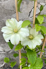 A detail picture of the white blooms with frilly center of the Clematis 'Guernsey Cream' the beginning of May. 