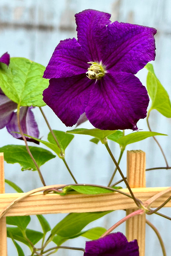 The deep violet purple flower of Clematis 'Jackmanii' the beginning of June at Sprout Home.