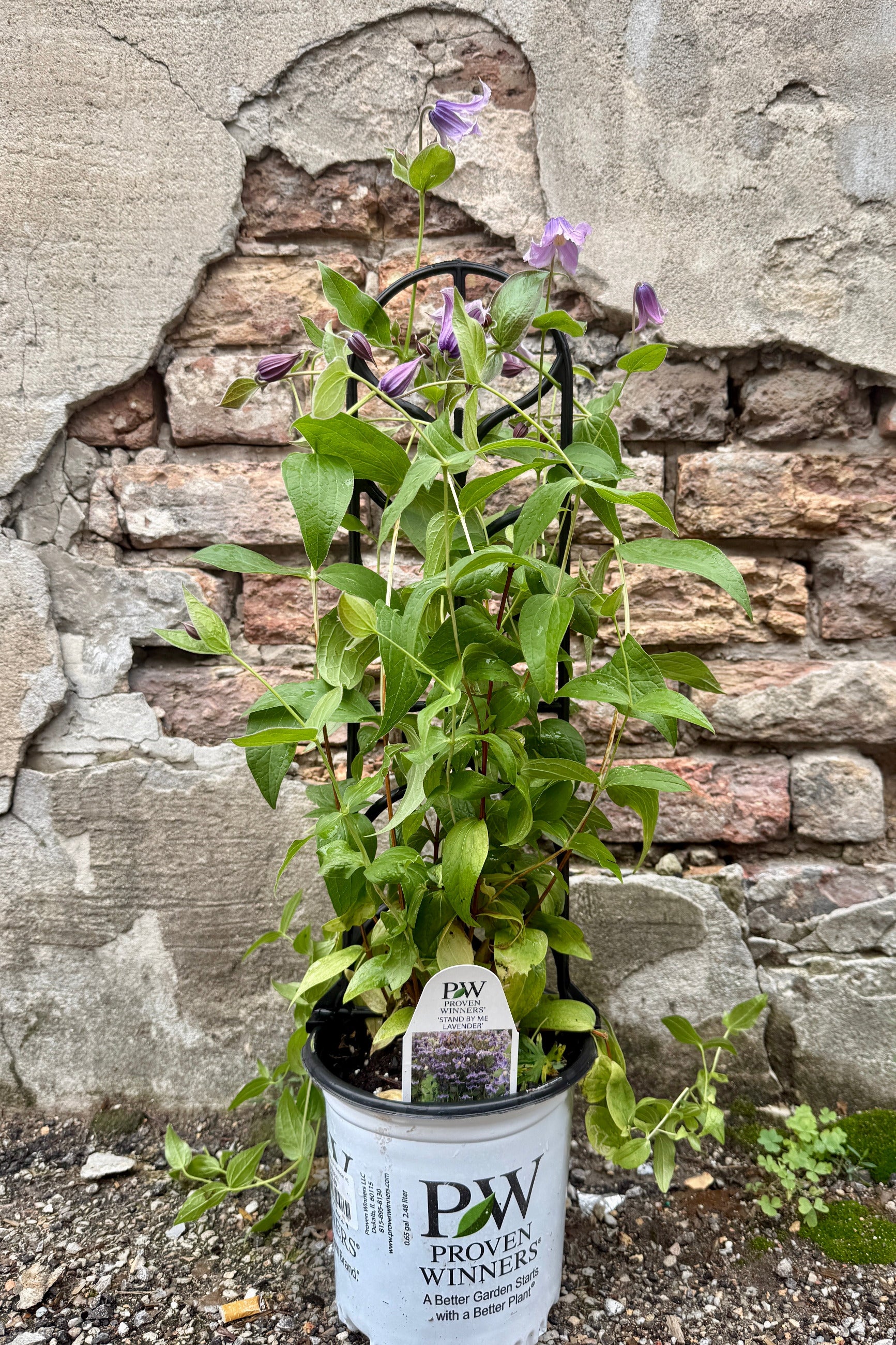 Clematis 'Stand By Me Lavender' in bud and bloom potted in a #1 growers pot the beginning of July ©Sprout Home