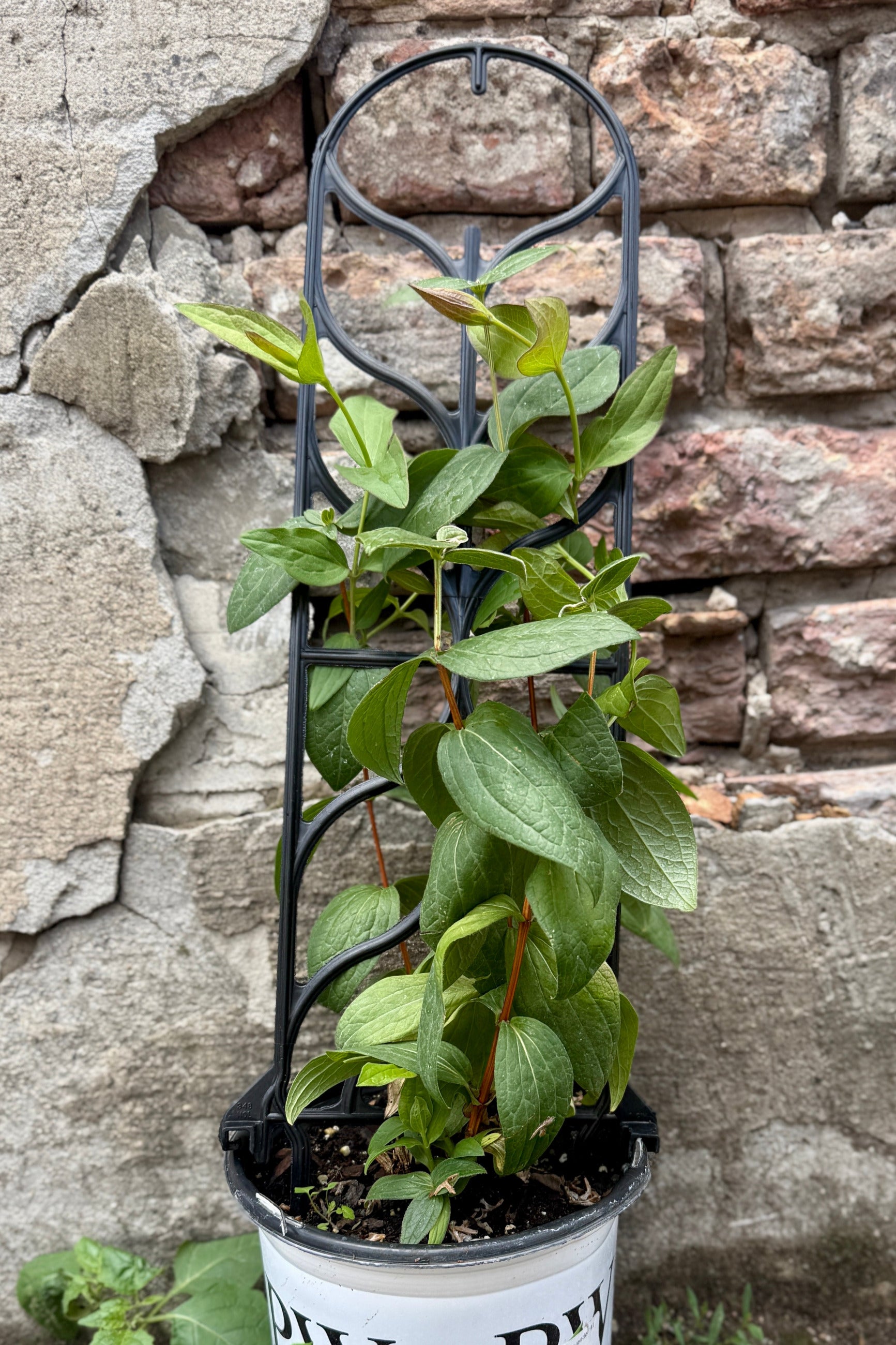 Clematis 'Stand By Me Lavender' in a #1 growers pot mid June off bloom ©Sprout Home