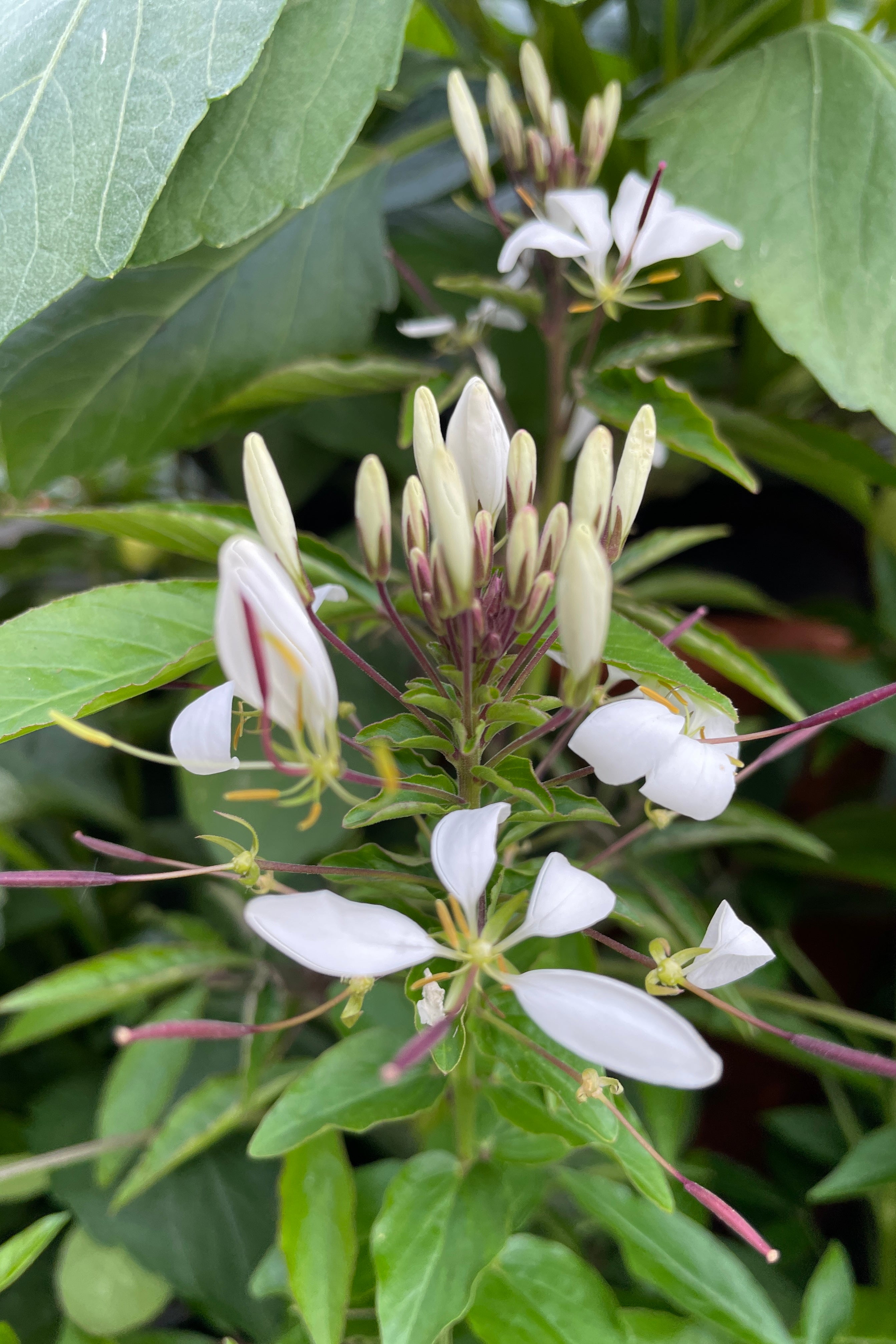 a close up o the white petals flowers of the Cleome 'Señorita Blanca' annual at Sprout Home.