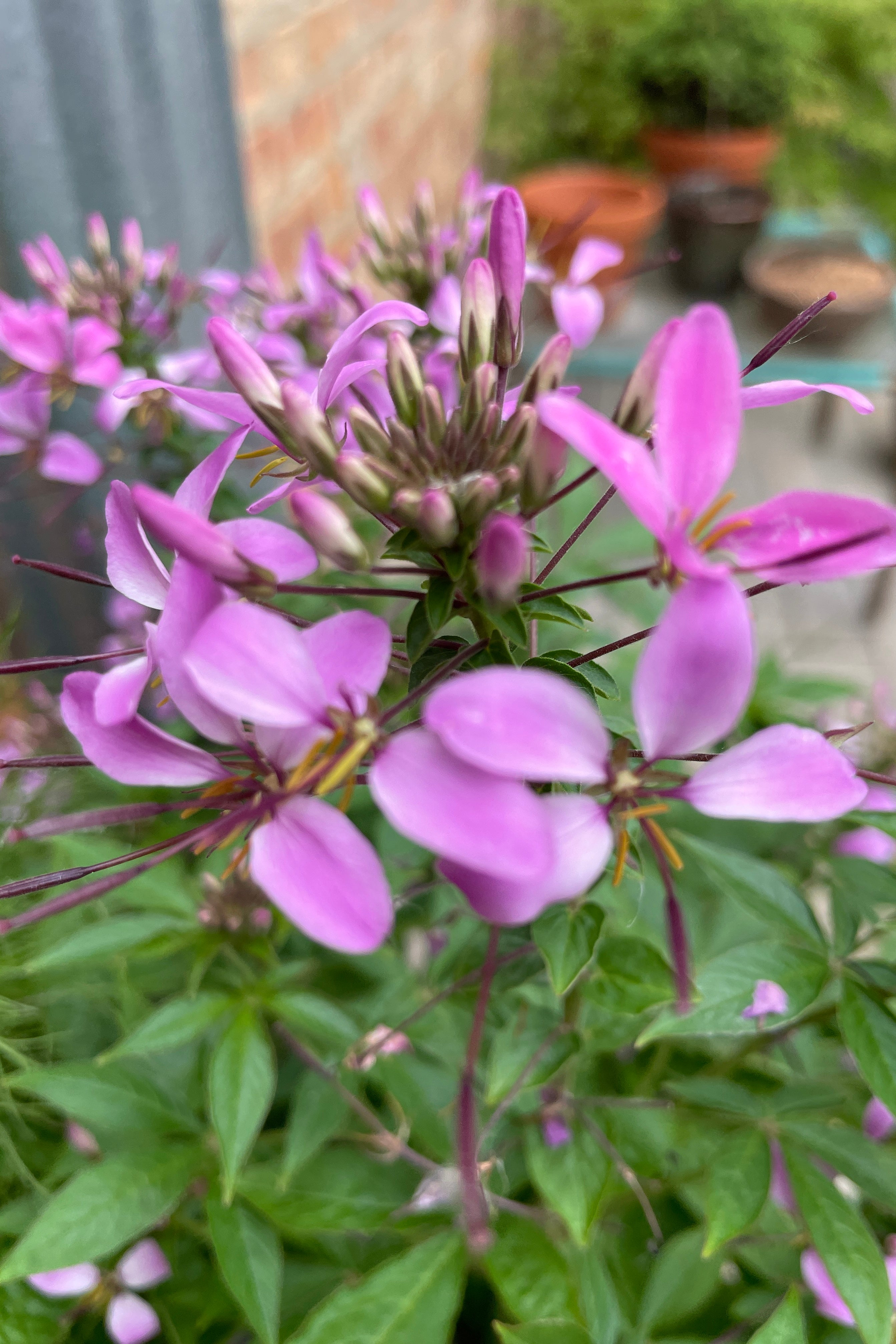 A purple flowering Cleome in bloom and up close the end of May