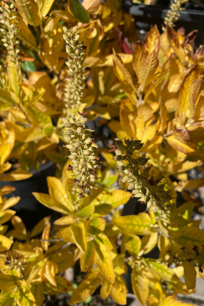 Fall yellow coloration of the Clethra alnifolia 'Hummingbird' late October before the leaves drop. 