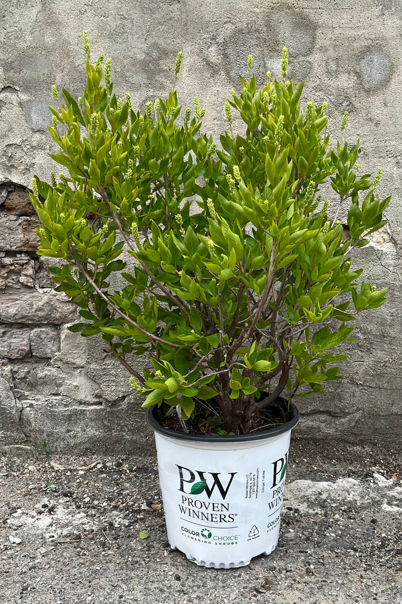 Clethra 'Caleb Vanilla Spice' in a #2 growers pot the end of June with full buds about to bloom. 