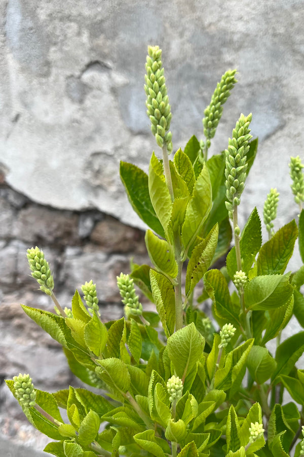 Clethra 'Caleb Vanilla Spice' with full sets of buds about to bloom the end of June.