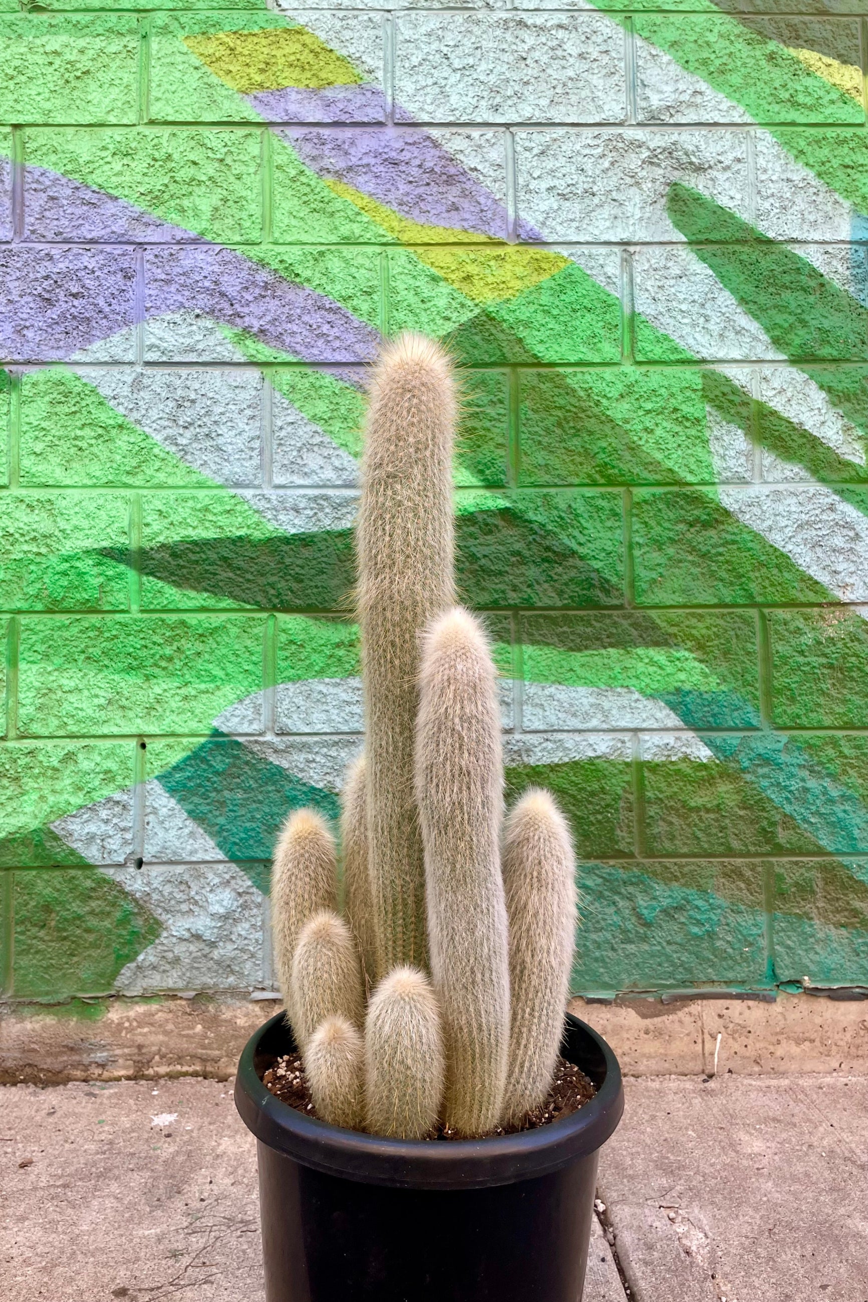 Photo of a white cactus in a pot in front of a colorful painted wall ©Sprout Home
