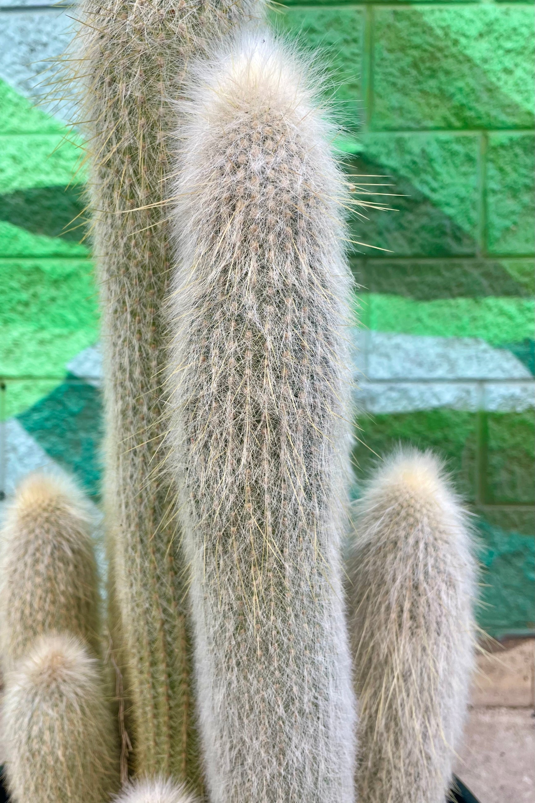 Photo of a white cactus in front of a colorful painted wall ©Sprout Home