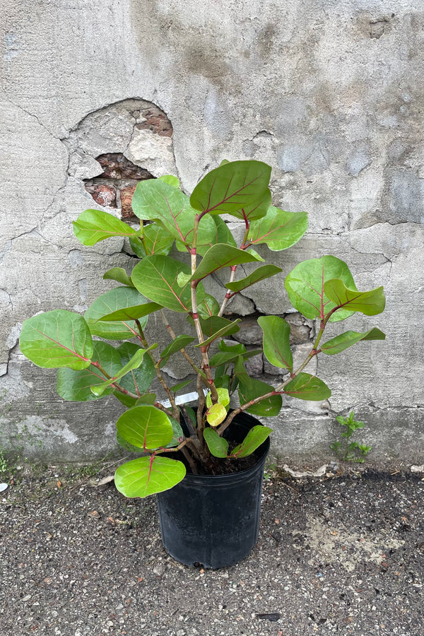 A full view of Coccoloba uvifera "Sea Grape" 10" against concrete backdrop