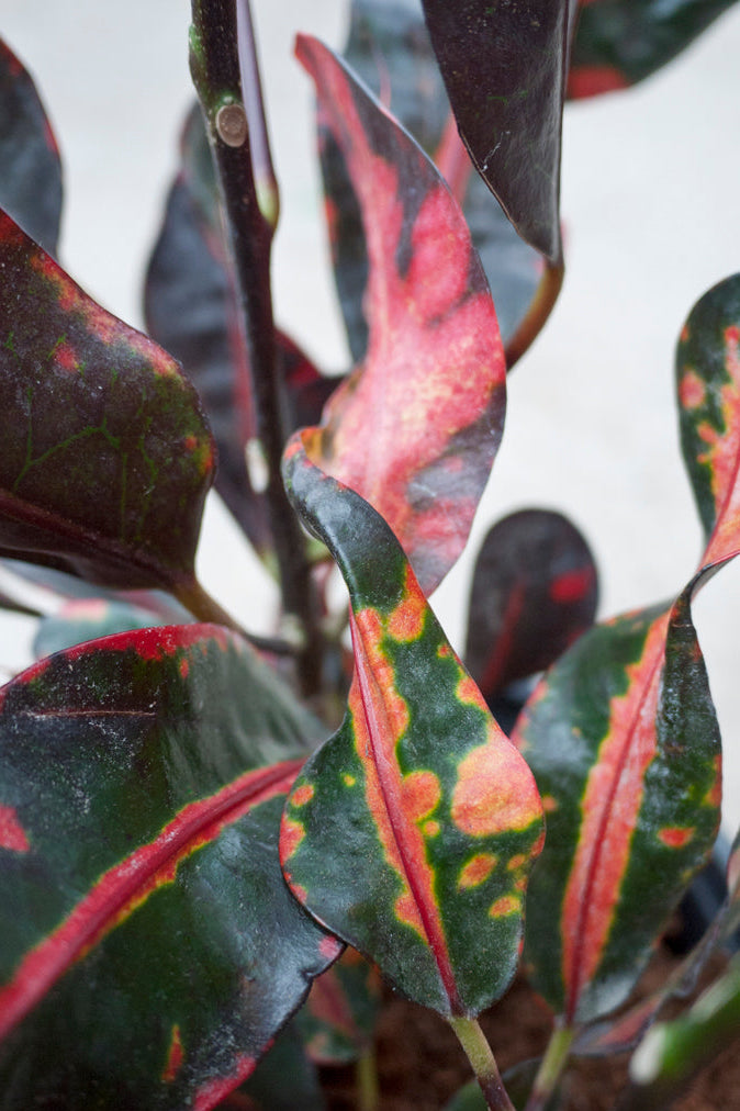 Close-up of a variegated Croton leaf with red, green, and black colors. ©Sprout Home