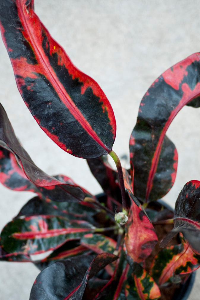 Close-up of a croton plant with red and black leaves on a light background ©Sprout Home