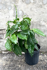A full view of Coffea arabica "Coffee Tree" 8" in gallon pot against concrete backdrop
