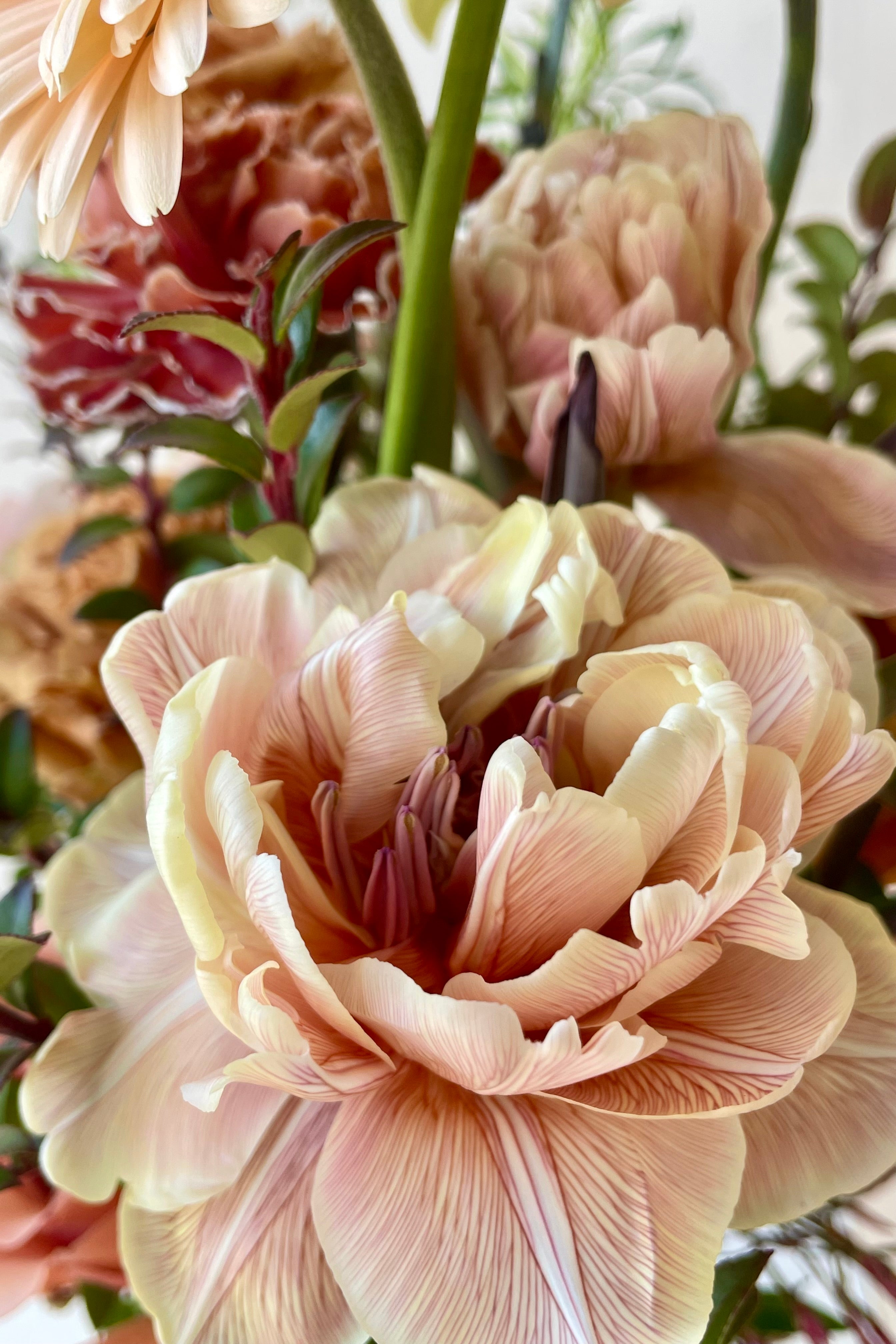 Close-up of a tulip flower ©Sprout Home #size_$130