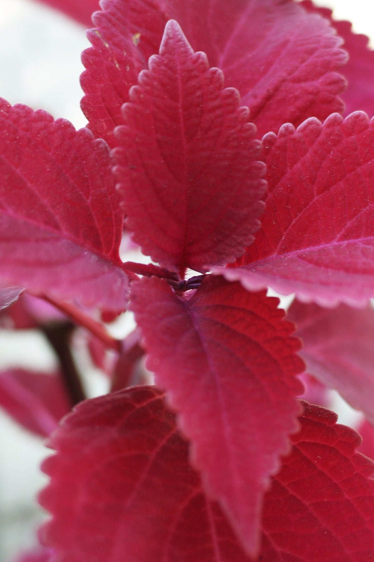 Close-up of vibrant red leafed Coleus  ©Sprout Home