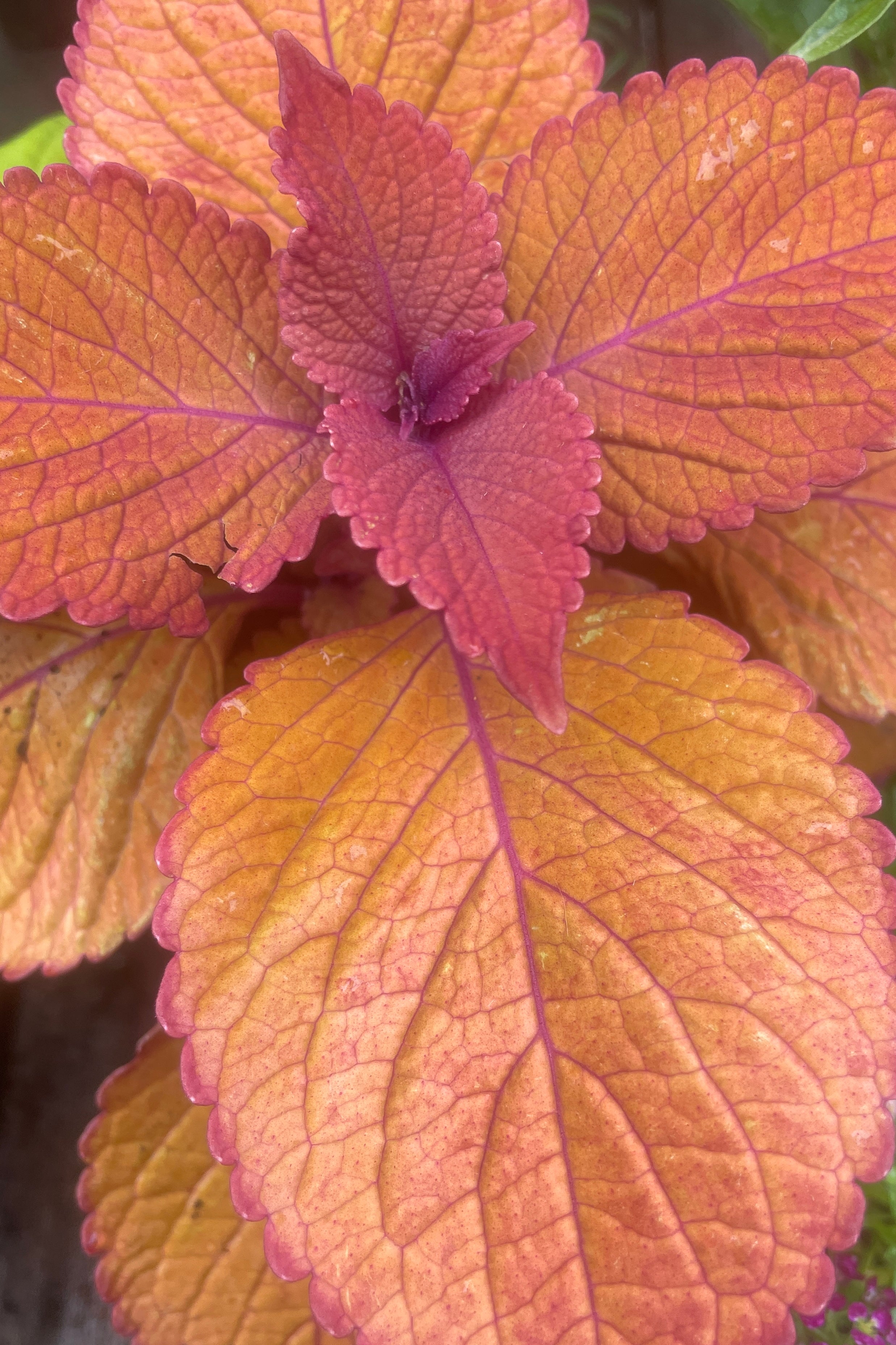 The warm orange burgundy hued leaves of the Coleus 'Campfire'