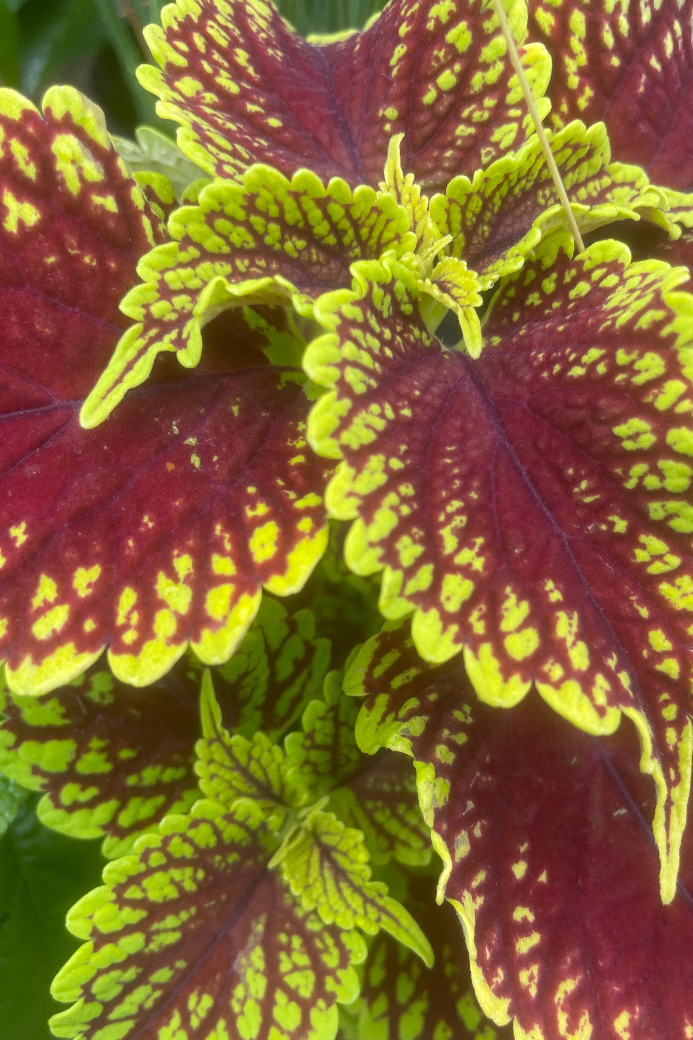 'Charged Up Coleosaurus' coleus plant up close showing the red and green variegated leaves. 