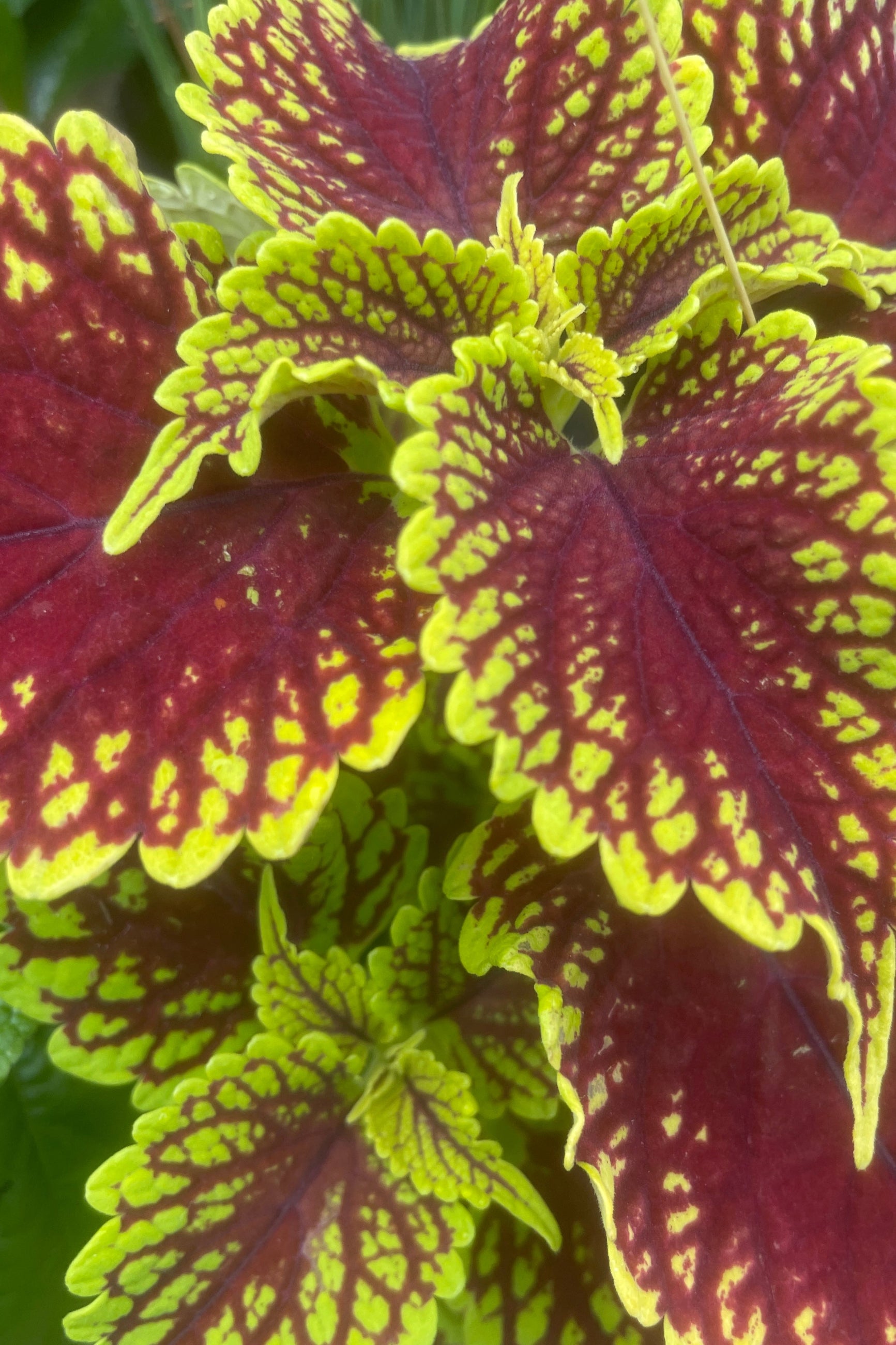 Coleus 'Charged Up Coleosaurus' Plant leaves showing off the rich red and light green markings at Sprout Home.  ©Sprout Home