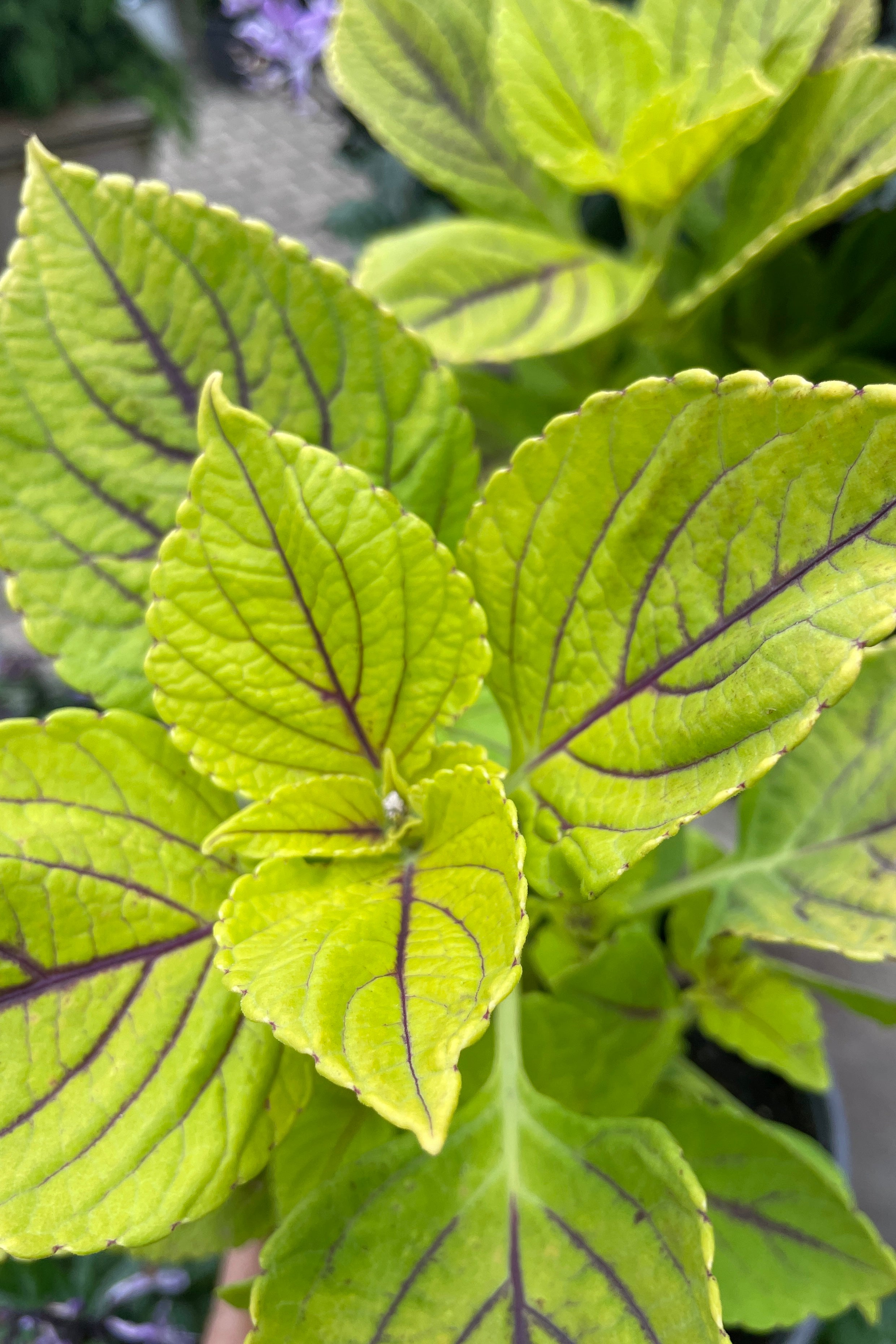 A close up the 'Gay's Delight' coleus plant at Sprout Home with chartreuse and burgundy veins.