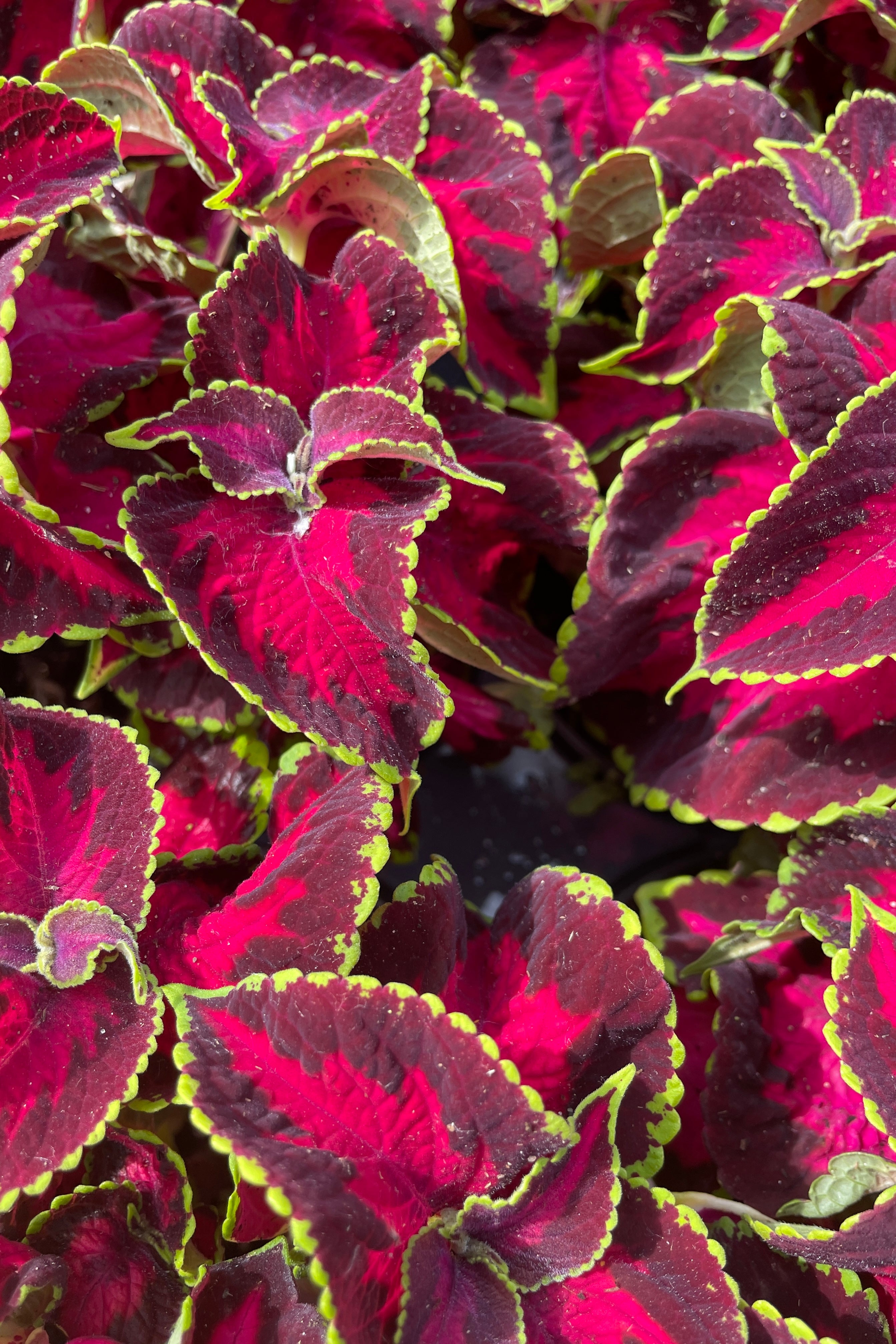 Coleus 'Premium Sun Chocolate Chip Cherry' bright red leaves with chartreuse edges up close and looking from the top. 