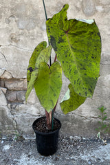 Colocasia 'Mojito' in a #1 growers pot showing off the elephant ears that have usual mottling. 