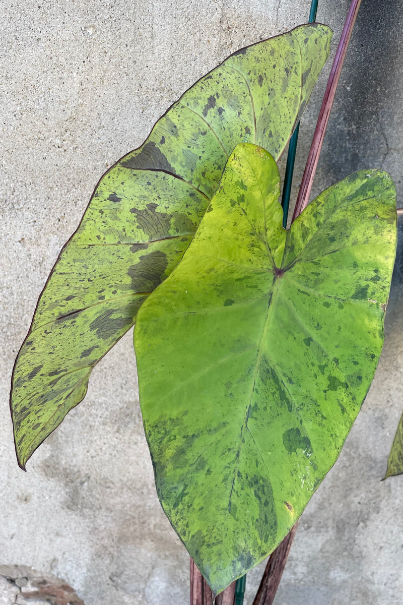 Colocasia 'Mojito' leaves showing the unusual green and maroon mottling.