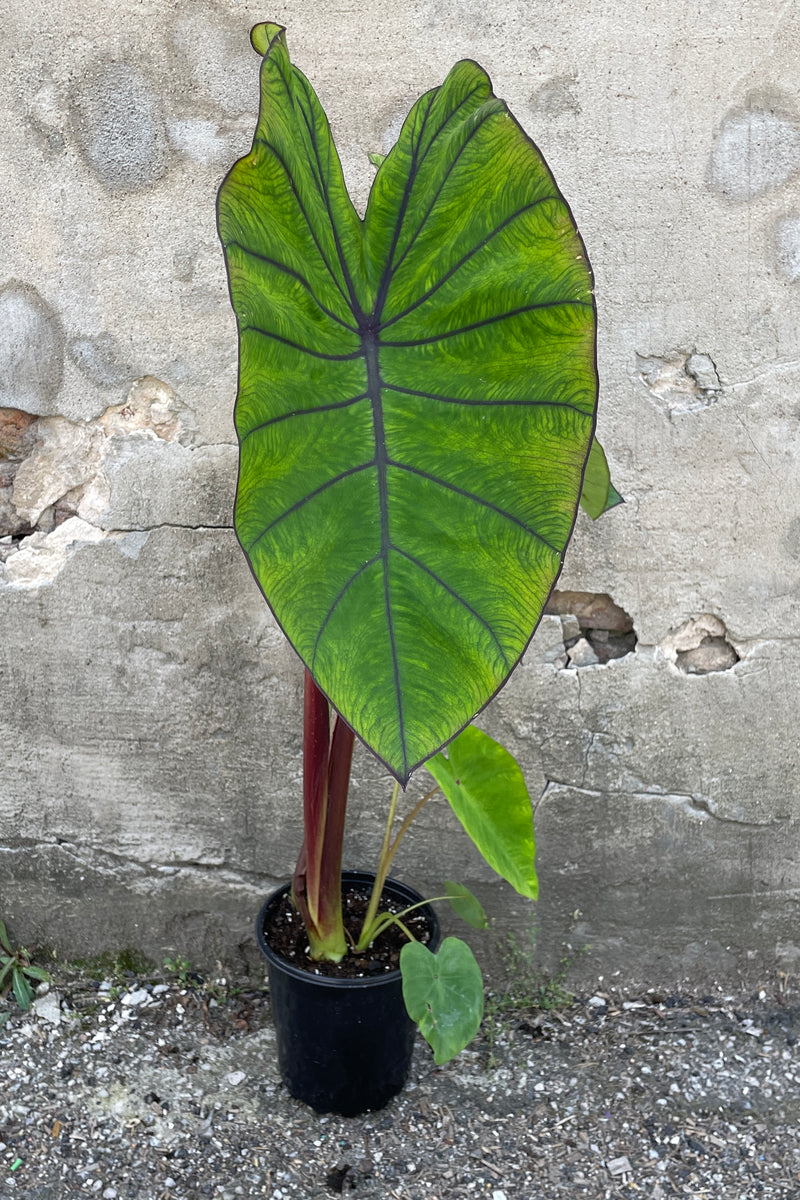 Colocasia 'Blue Hawaii' plant in a #1 growers pot with heart shaped leaves popping the end of May.