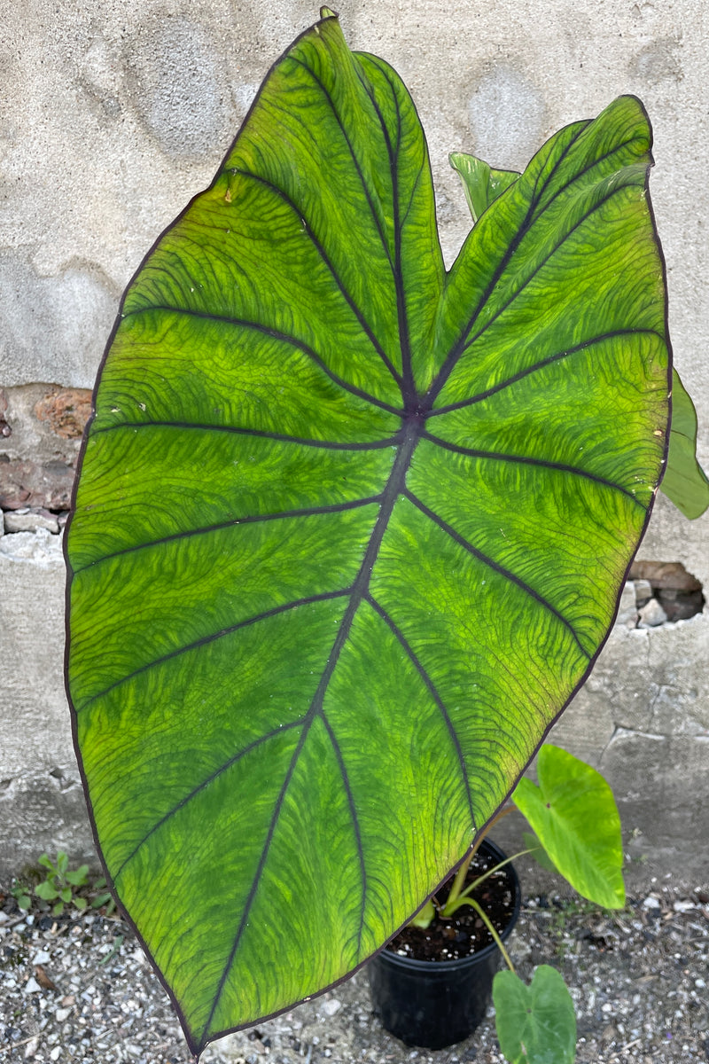 Huge green with burgundy veined leaf of the Colocasia 'Blue Hawaii' at Sprout Home. 