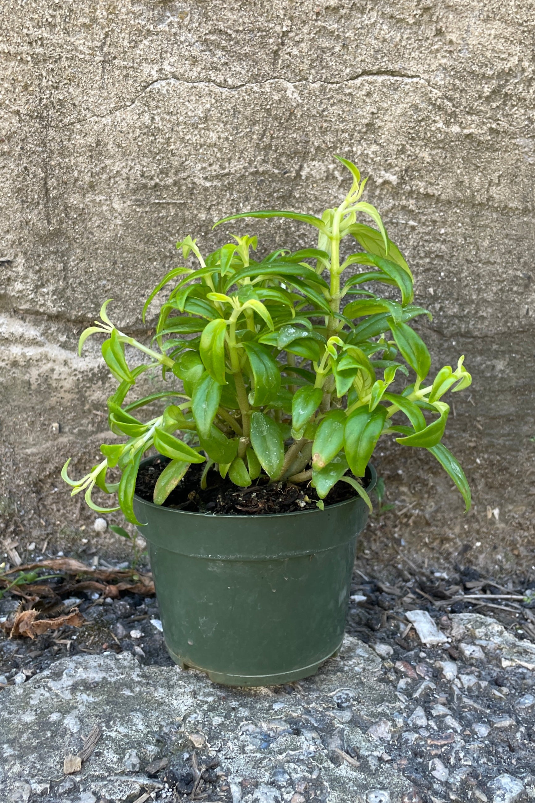 Columnea 