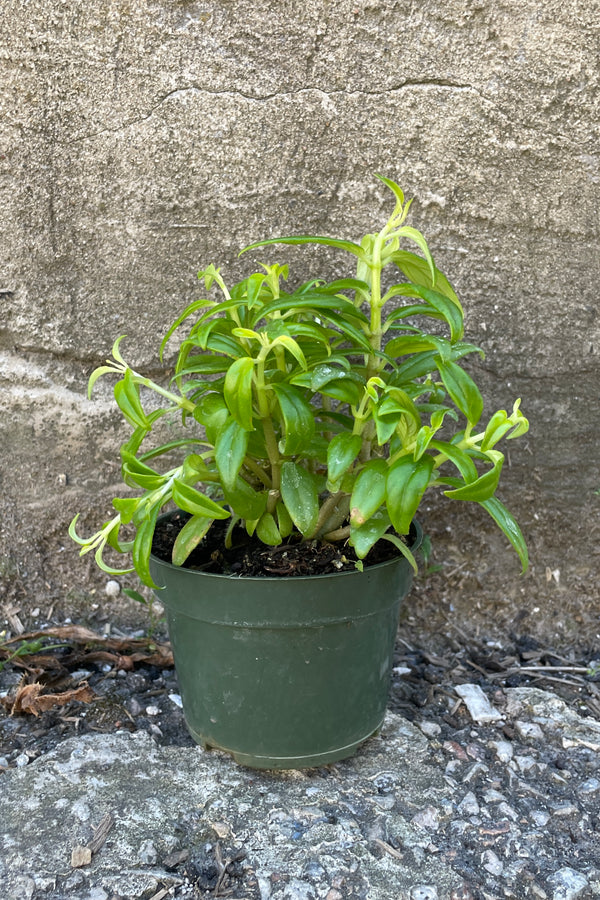 Columnea "Flying Golfish Plant" in a 4" growers pot against a gray wall. 