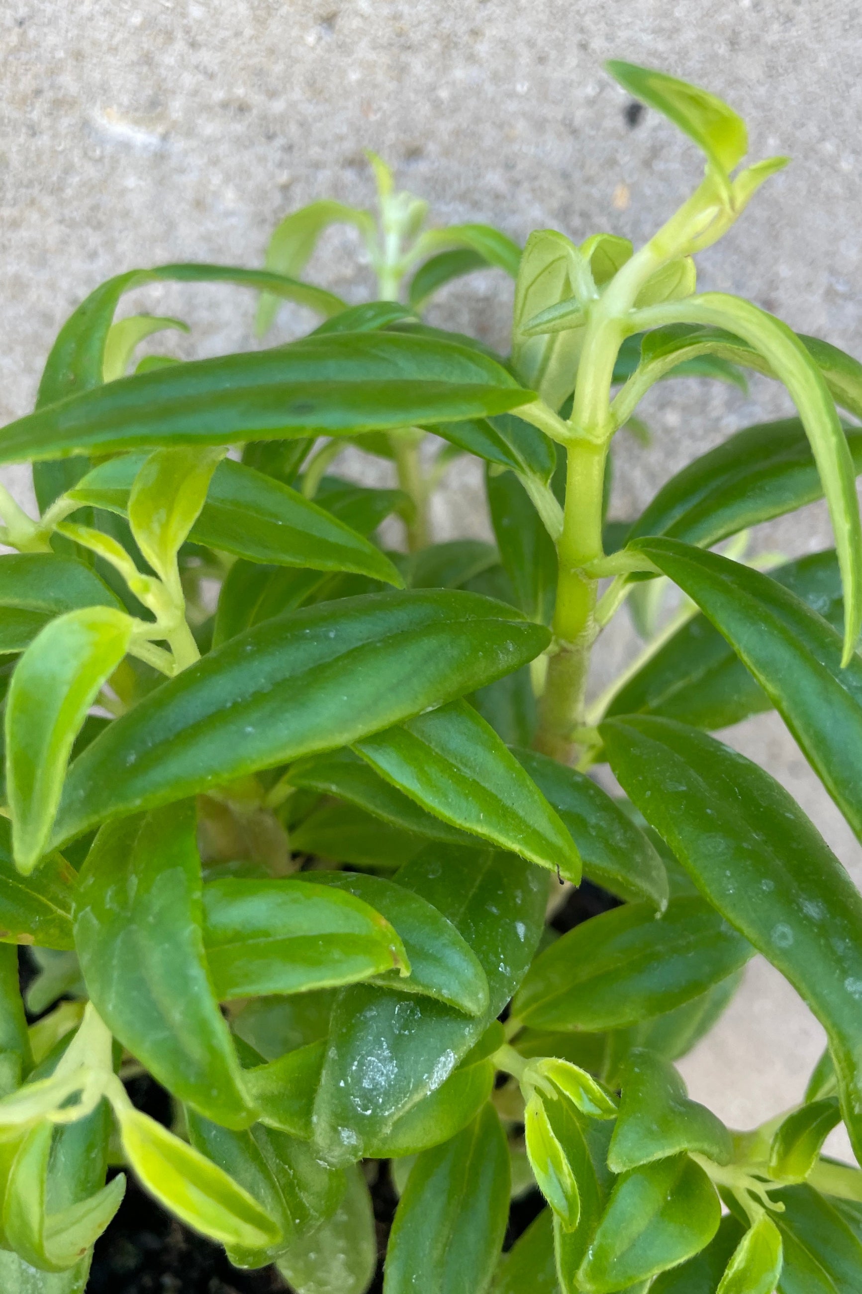 A close up picture of the ovate to lance shaped thick green leaves of the Columnea "Flying Goldfish Plant" ©Sprout Home