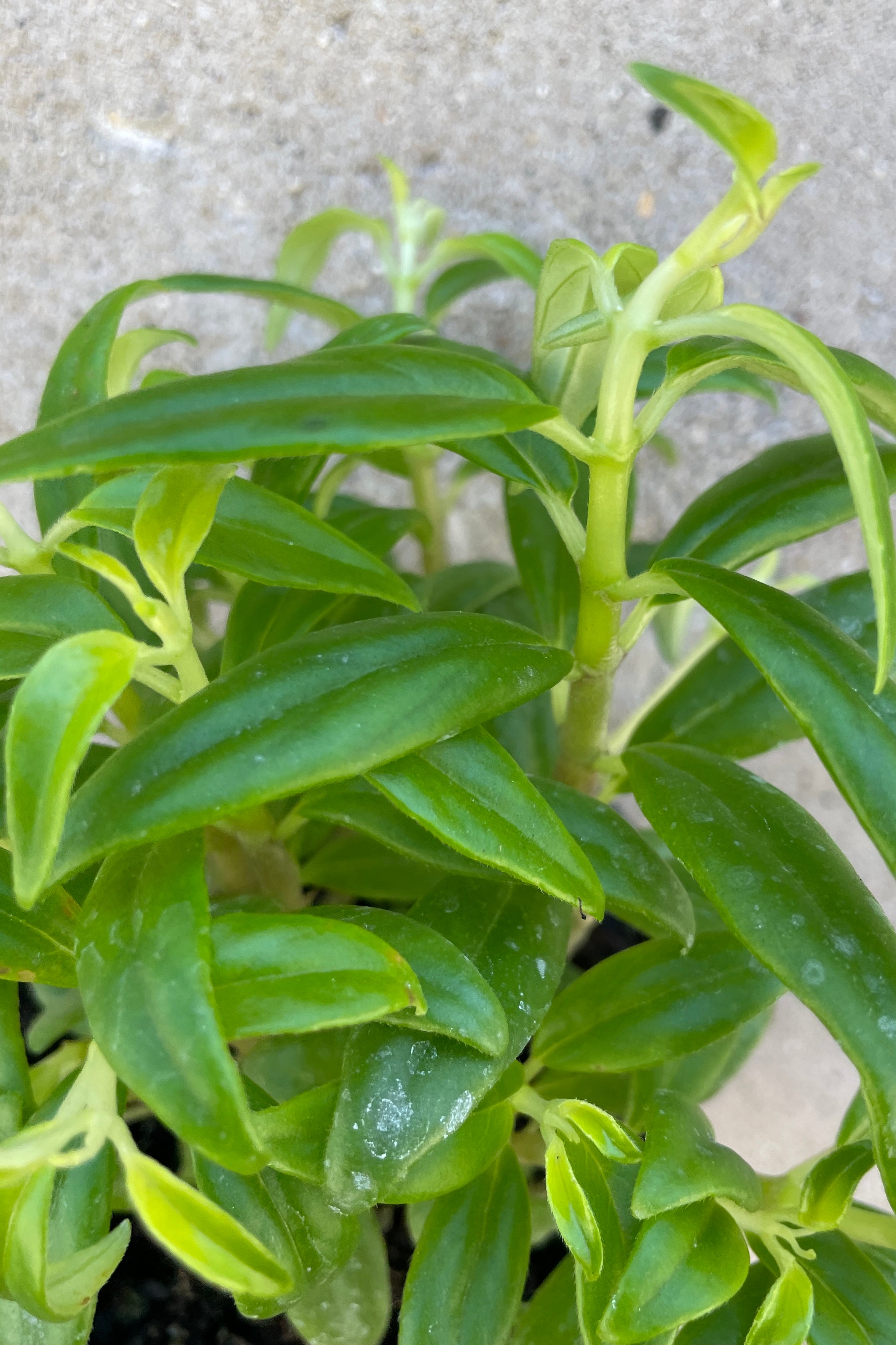 A close up picture of the ovate to lance shaped thick green leaves of the Columnea "Flying Goldfish Plant"