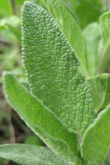 Common sage leaves up close by Hudson Valley Seed Company