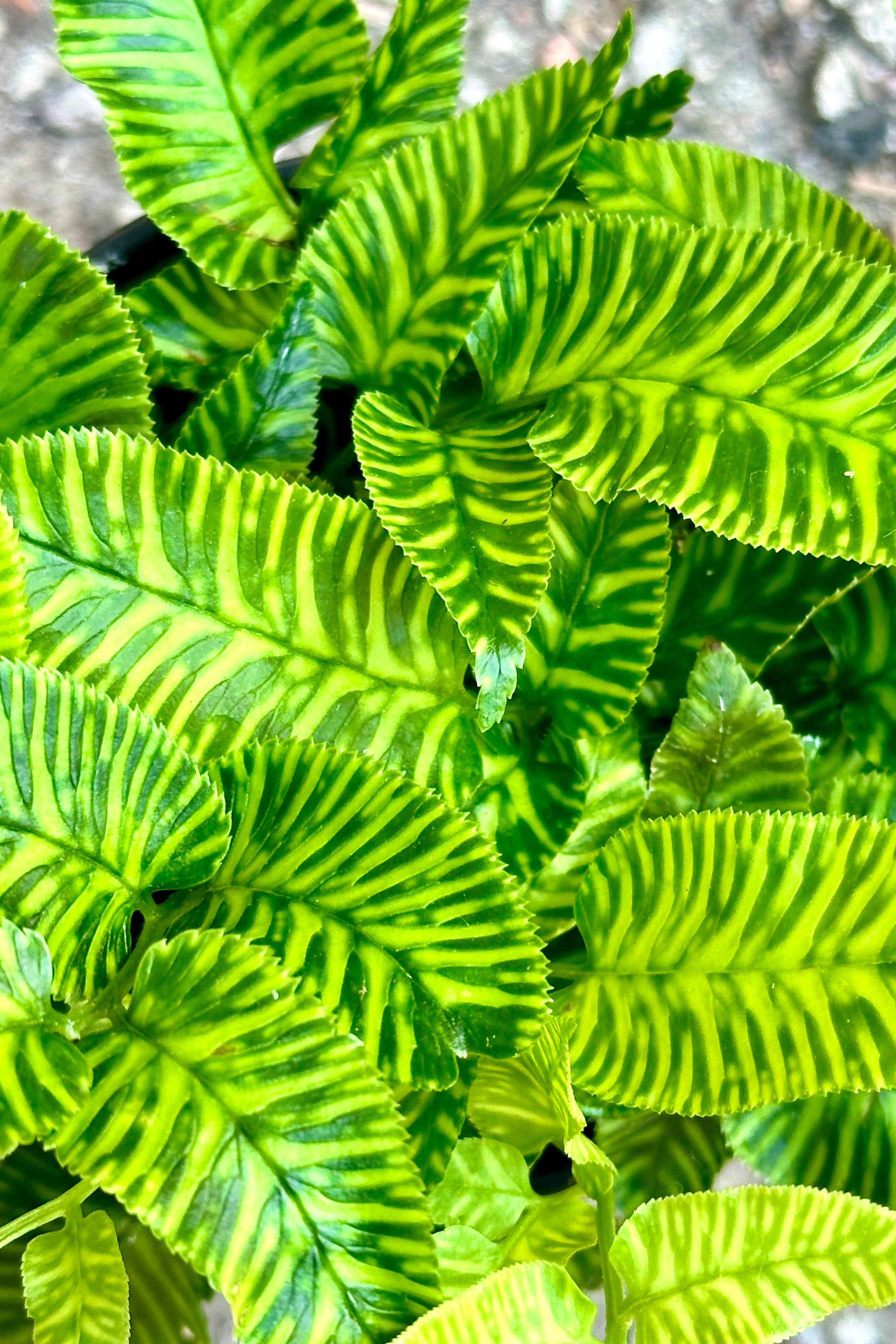 A detail of the green and chartreuse striped leaves of the Coniogramme "Golden Zebra Fern"