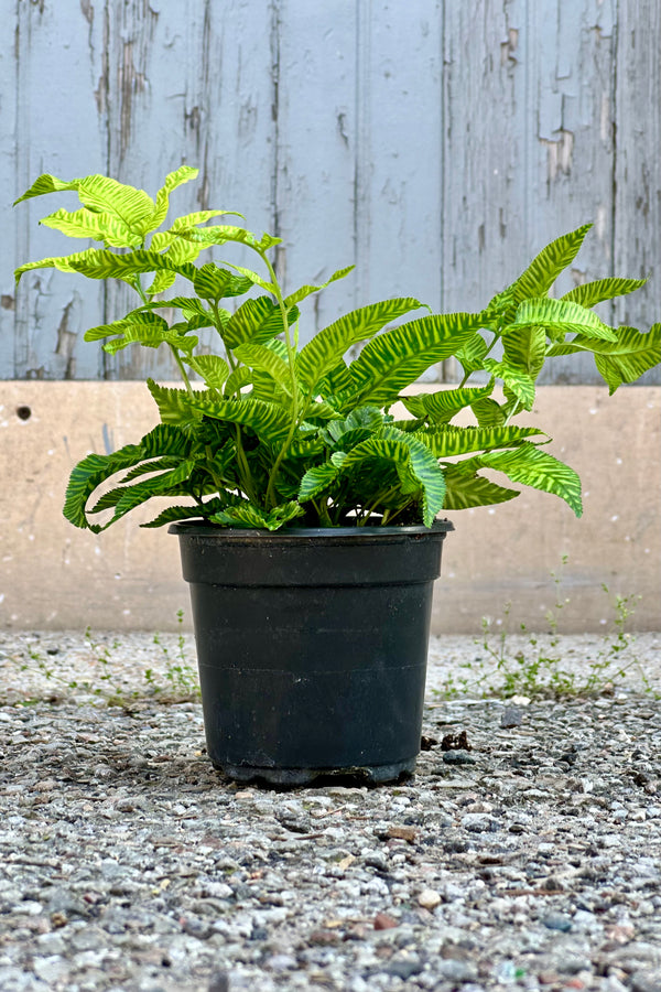 Coniogramme "Golden Zebra Fern" in a 4" growers pot shown from the side with its striped leaves. 