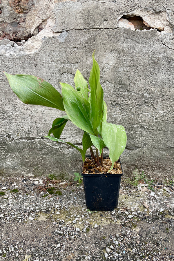 Convallaria majalis in a qt size pot the end of July with its green leaves in front of a concrete wall. 