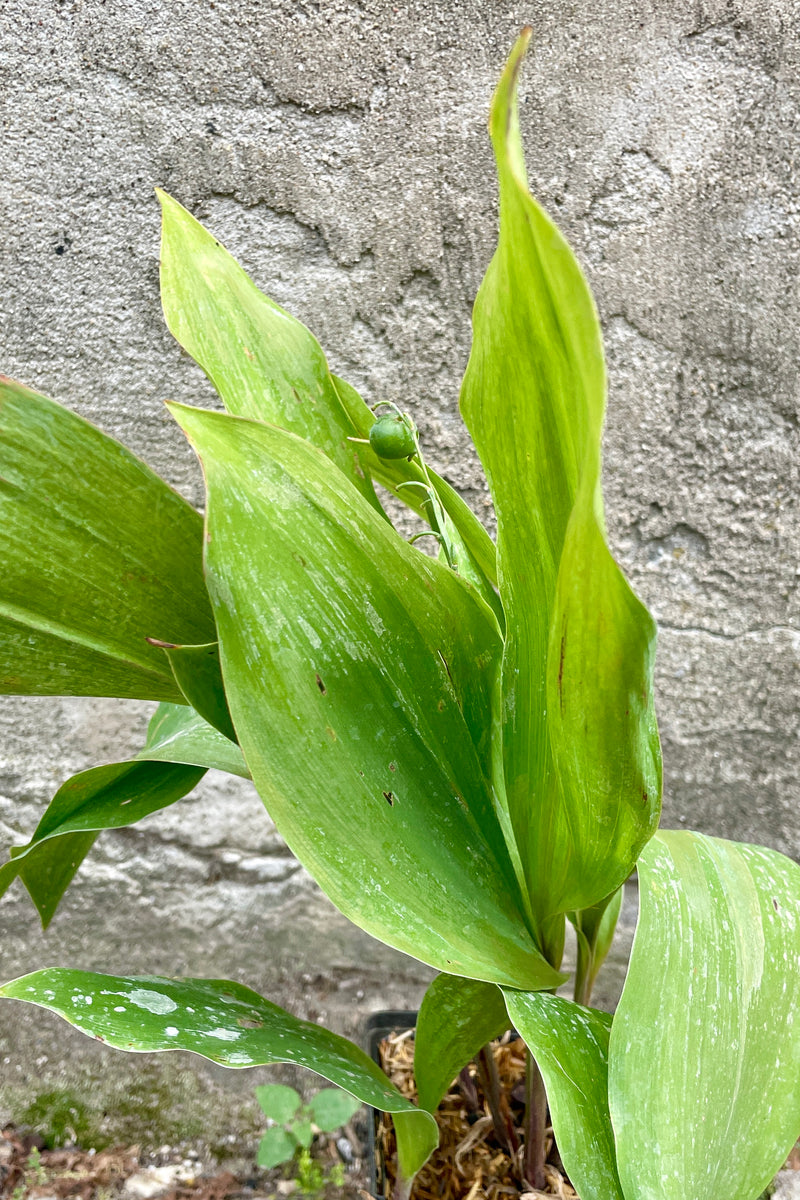 The green ovate leaves up close of Convallaria majalis the end of July