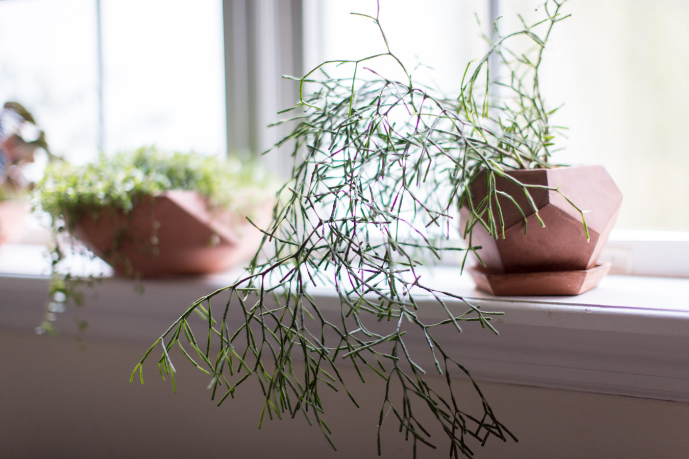 two geometric planters with plants on a window ledge by Sprout Home