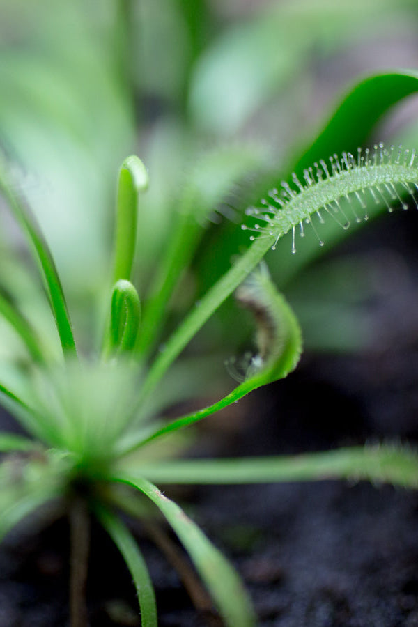 Close-up of a carnivorous plant with visible traps on a blurred background ©Sprout Home