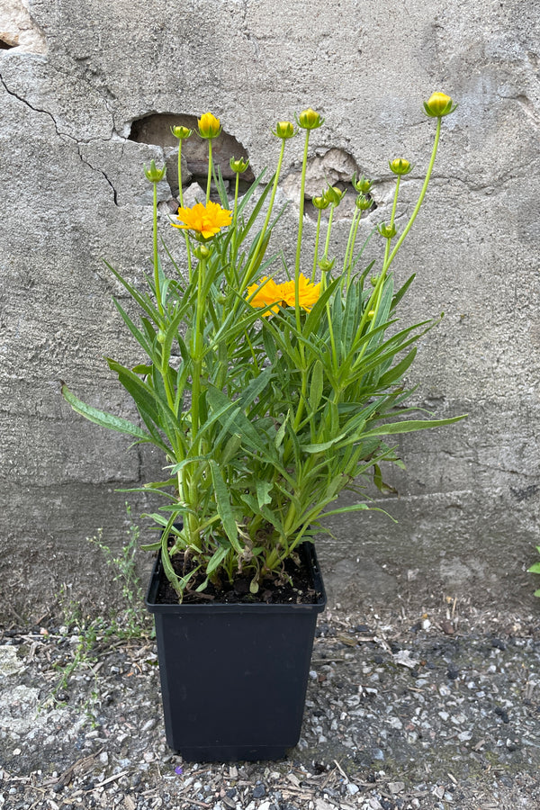 Coreopsis 'Double the Sun' in a 4" growers pot at Sprout Home in bud and boom the end of May