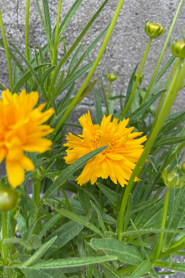 Detail image of the bright yellow flowers of the Coreopsis 'Double the Sun' the end of May at Sprout Home. 