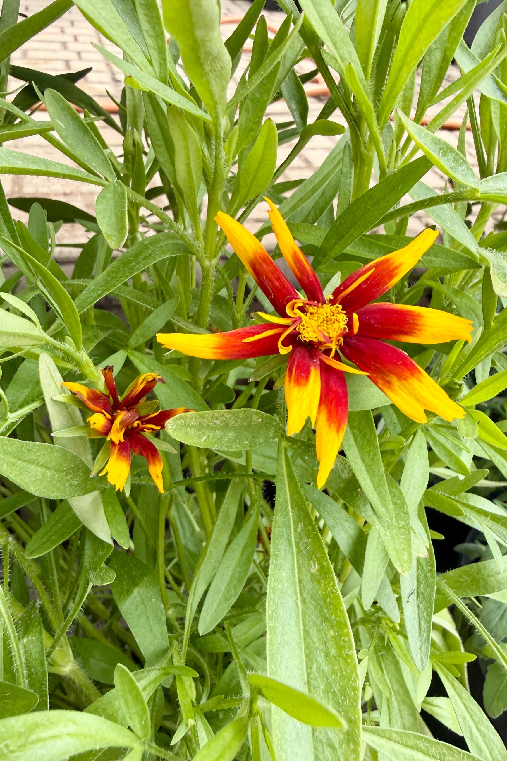 Close-up of a red and yellow Coreopsis 'Uptick Gold & Bronze' flower with green leaves the middle of May with more flowers to follow ©Sprout Home