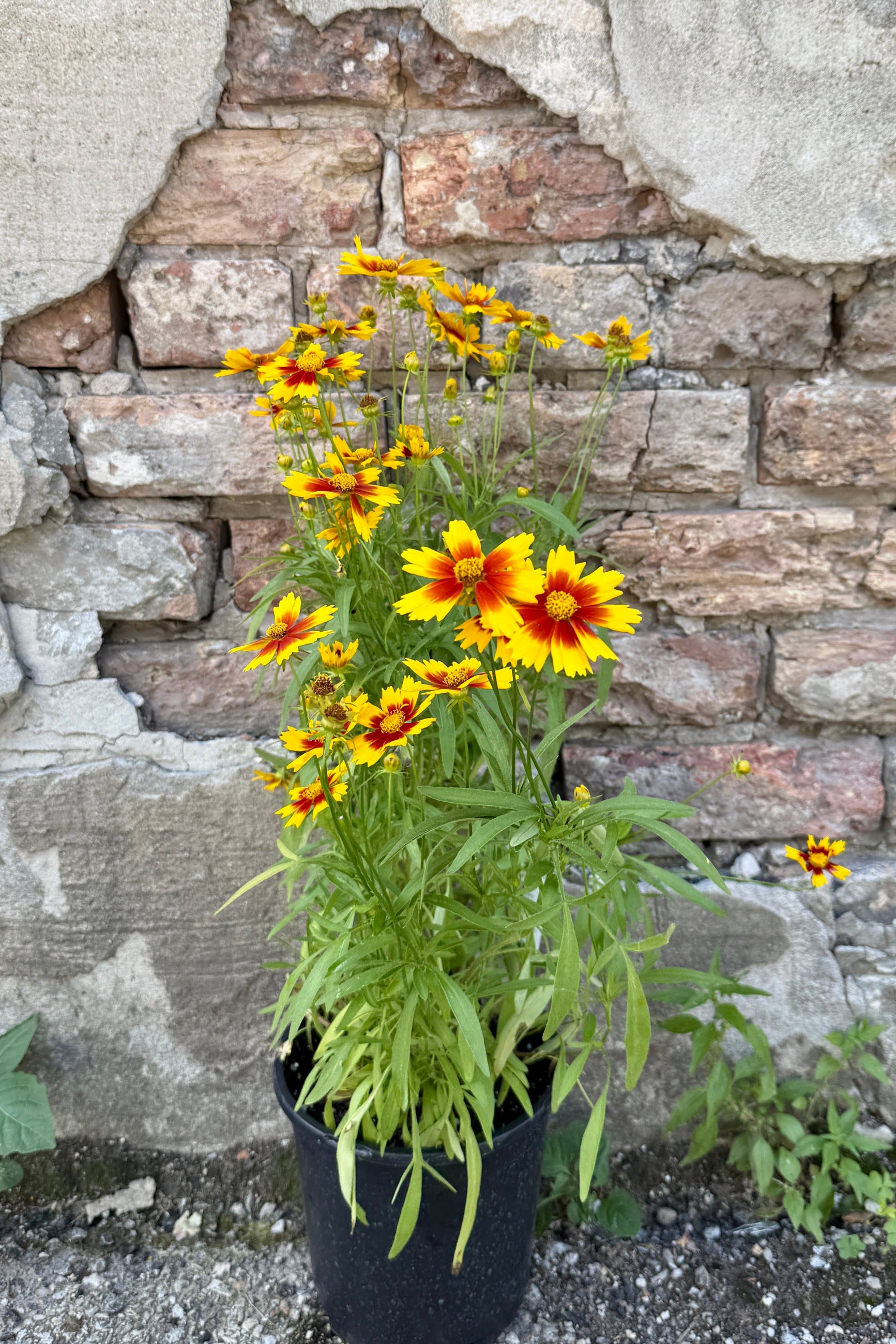 Coreopsis 'Uptick Gold & Bronze' in a #1 growers pot middle of June and in full bloom with bright yellow and orange flowers against a stone wall. ©Sprout Home