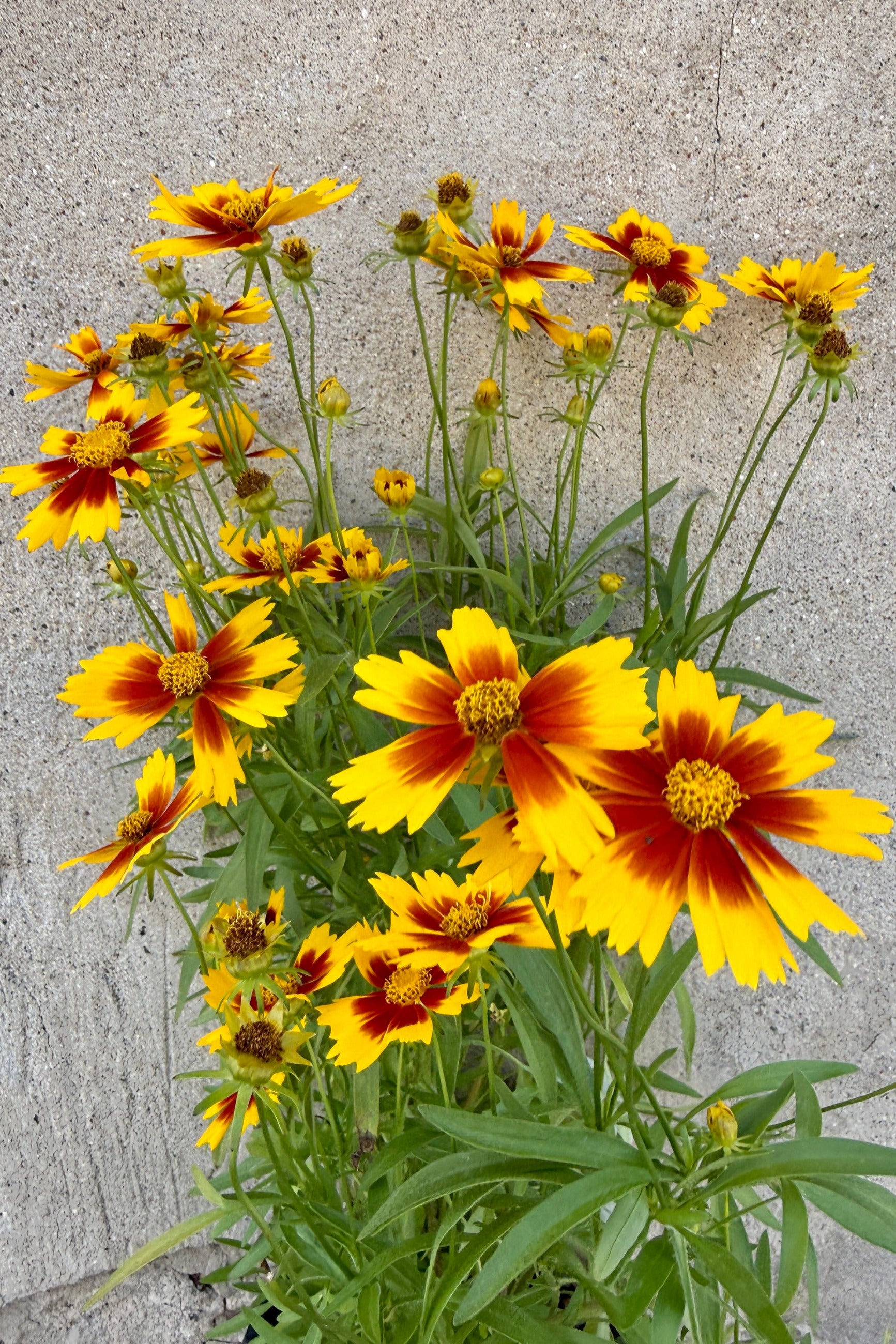 Coreopsis 'Uptick Gold & Bronze' blooming with Yellow flowers with red centers the middle of June against a concrete wall ©Sprout Home