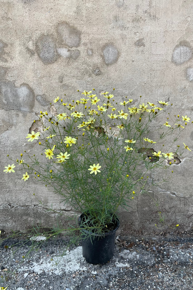 Coreopsis 'Moonbeam' in a #1 growers pot in full bloom with its abundance of yellow flowers the beginning of July