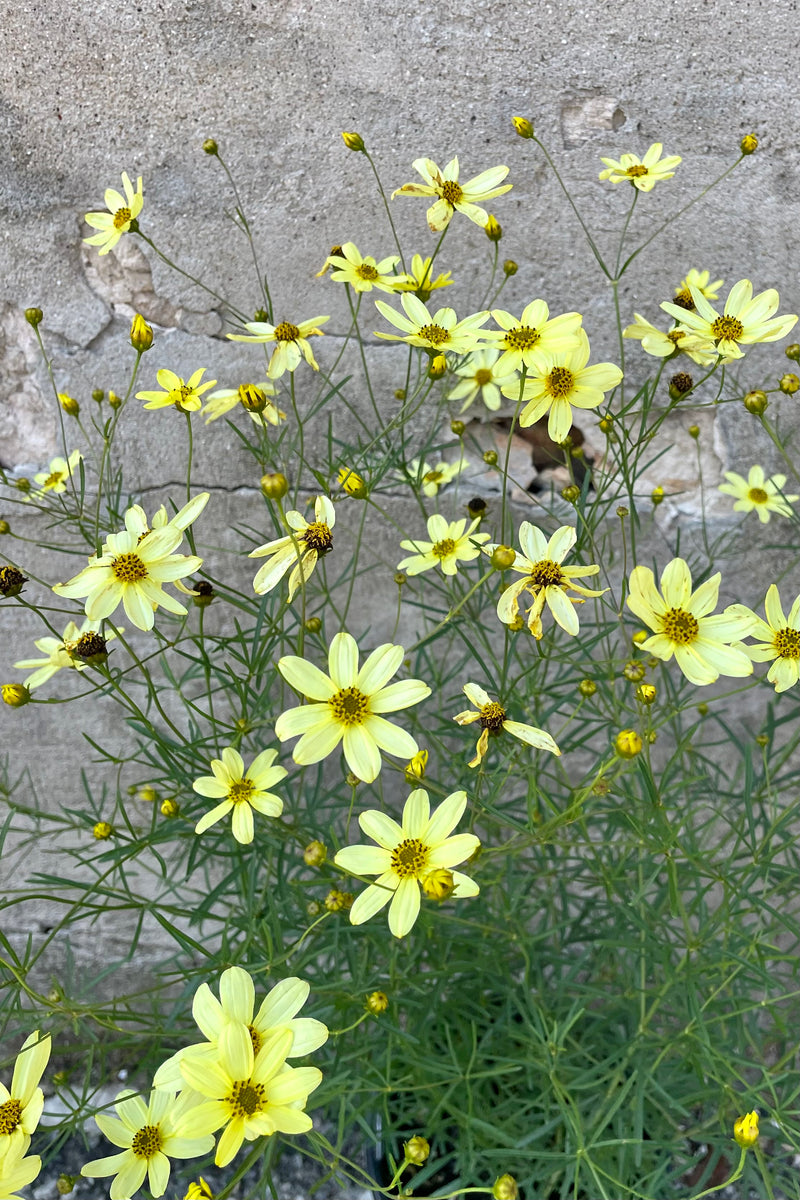 The happy light yellow flowers of Coreopsis 'Moonbeam' the beginning of July. 