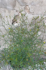 detail picture of the fresh new buds and fine foliage of the Coreopsis 'Moonbeam' the middle of June before blooming. 