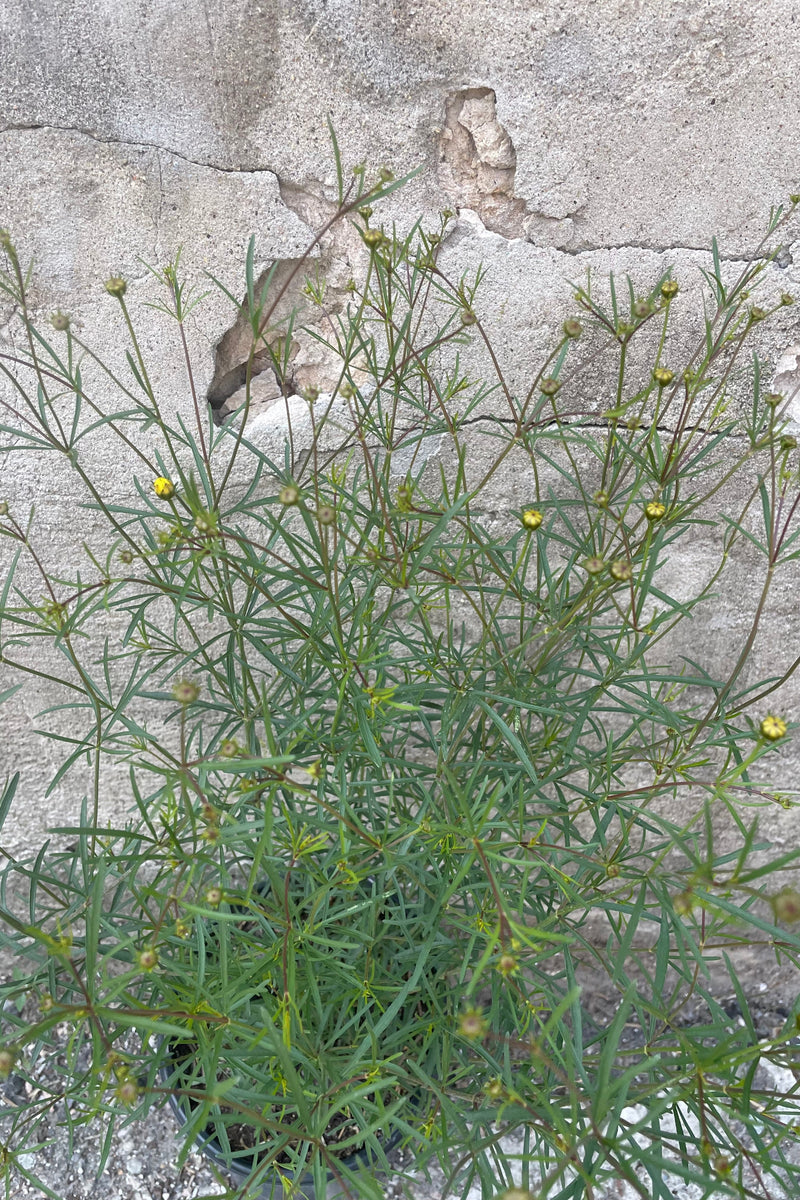 Coreopsis v. 'Moonbeam' #1 – Sprout Home